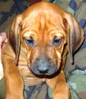 ローデシアン リッジバックの特徴 東京葛飾の犬猫ペットシッター レインボードッグ 虹犬