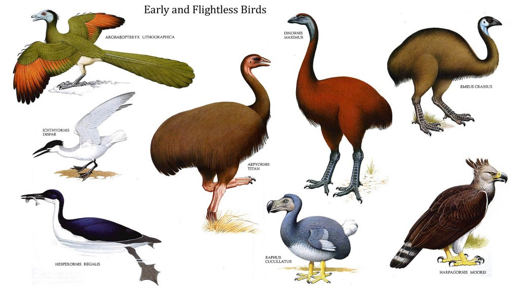  of Some Sample of Flightless Birds  Learn All About Flightless Birds