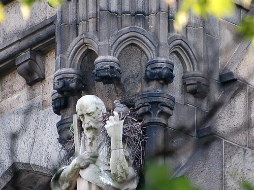 Red-Tail Nestling