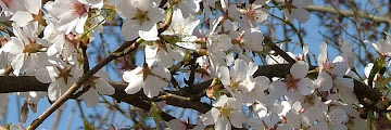 Dwarf Flowering Cherry Zone - Flowering Cherry Trees: Grow an Ornamental Cherry Blossom ... : The dwarf flowering cherry is an attractive, leathery leafed 5' flowering bush that makes an excellent hedge.