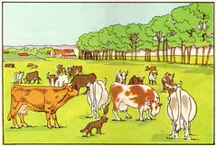 geo vaches
