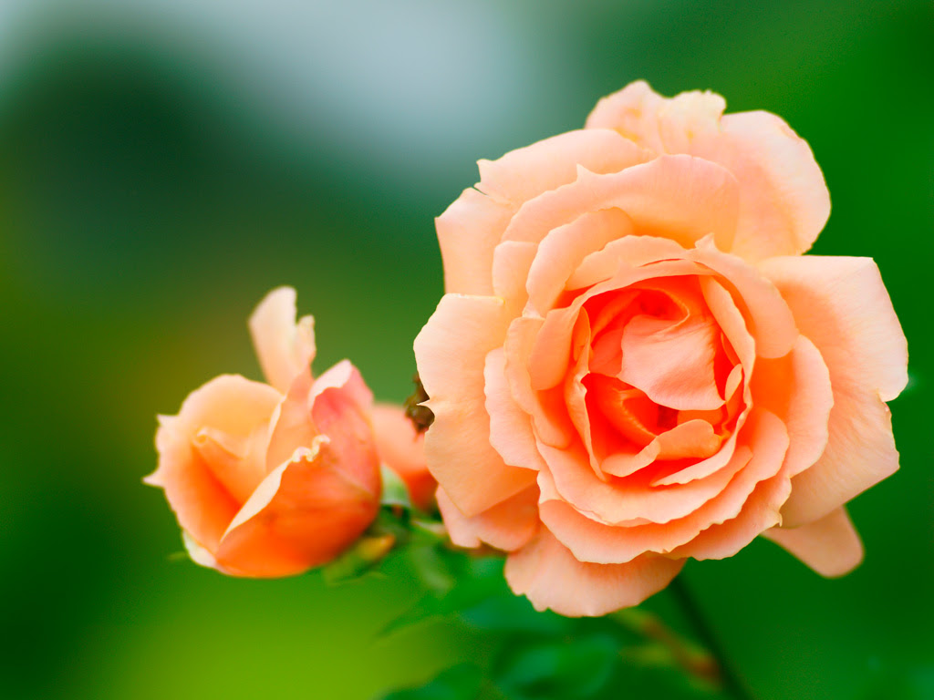 バラ 薔薇 無料写真素材ならフリー素材タウン
