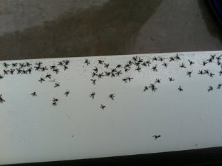 コバエが大量発生した時の駆除方法は 庭やベランダに出たら お役立ちなんでも情報局