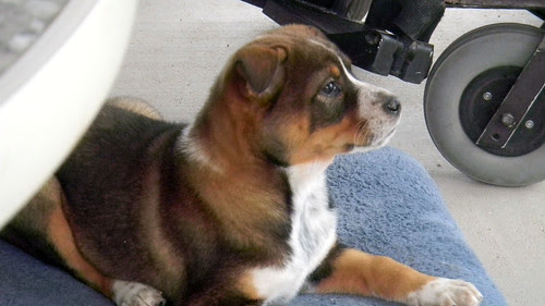 animal puppy