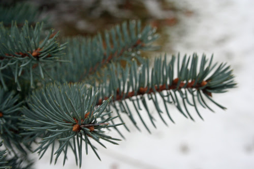 reminds me of christmas