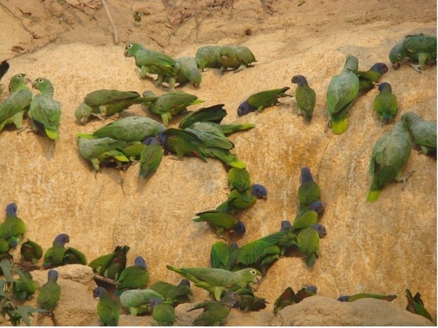 Aves que se alimentam de argila em área de hidrelétrica podem sumir