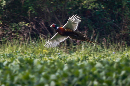 Ring-Necked Pheasant