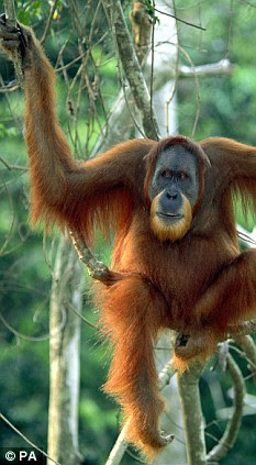 orangutan