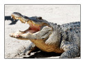 Crocodylia Class of Reptiles