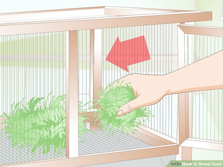 Breed Quail Step 5 Version 2.jpg
