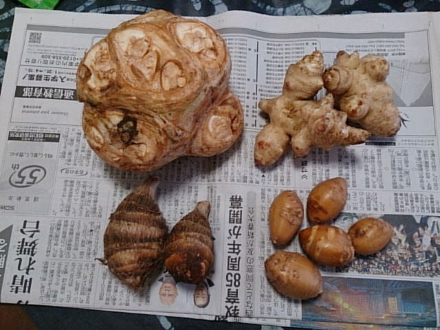 八頭 菊芋 アピオス 里芋 ロドマンの釣りと子育て奮闘記２