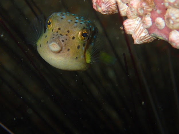 ハコフグの幼魚 うん こちらもチョーかわいい やっぱりガンガゼの中だ 写真共有サイト フォト蔵