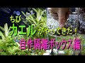 √99以上 アクアリウム カエル 237959-アクアリウム カエル