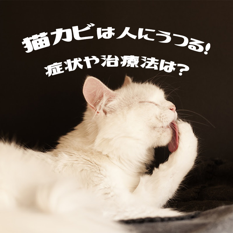 獣医師監修 猫カビ 皮膚真菌症 は人にうつる 症状や治療法は