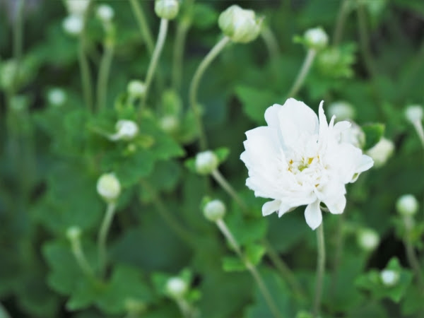 秋明菊 岡山 花屋 Lovrik ローブリーク