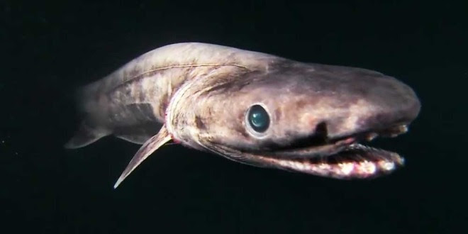 Absurd Creature of the Week: The Nightmarish Shark That Lures Victims With Its Effed Up Teeth