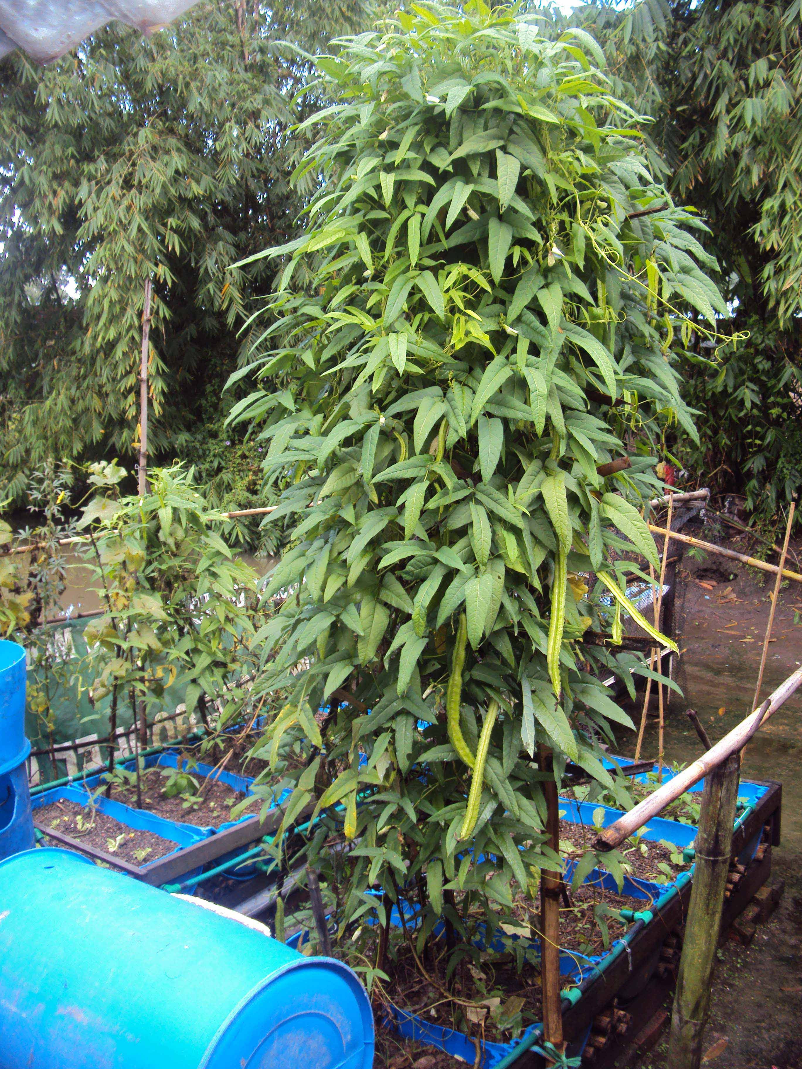 International Missions | The Urban Farming Guys