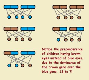 Because blue is a recessive gene, there is a 100 percent chance that the . eye color and genetic inheritance dominant vs recessive