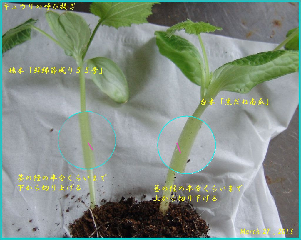 キュウリの 呼び接ぎ に再挑戦 毎日が日曜日