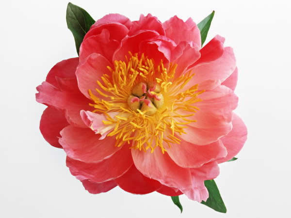 ５月１９日 芍薬 しゃくやく ３６６日への旅 誕生花編 今日は誕生花