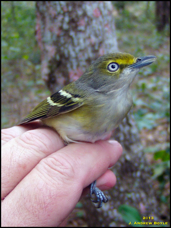 White-eyed Vireo