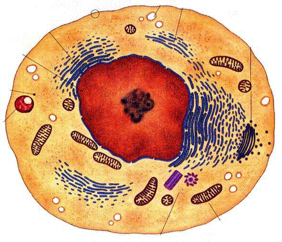 parts of an animal cell for kids