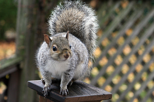 squirrel