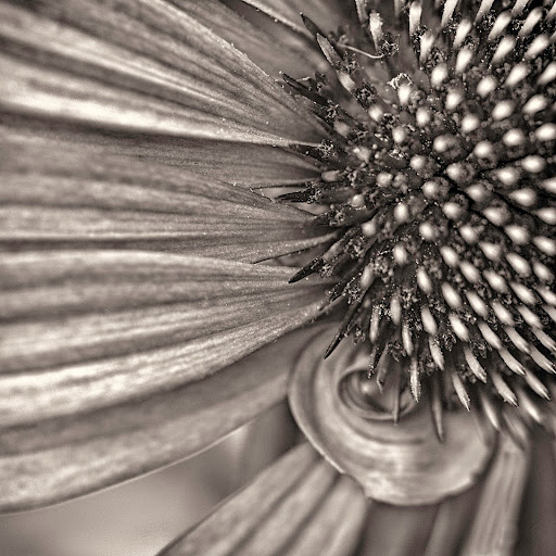Cone Flower