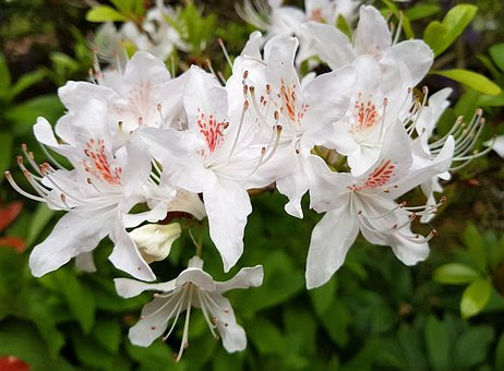ツツジの育て方 地植えの間隔や時期は 植物navi