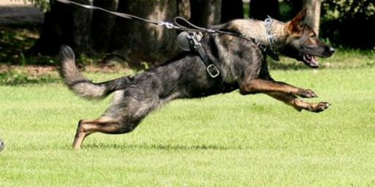 German Shepherd Dog