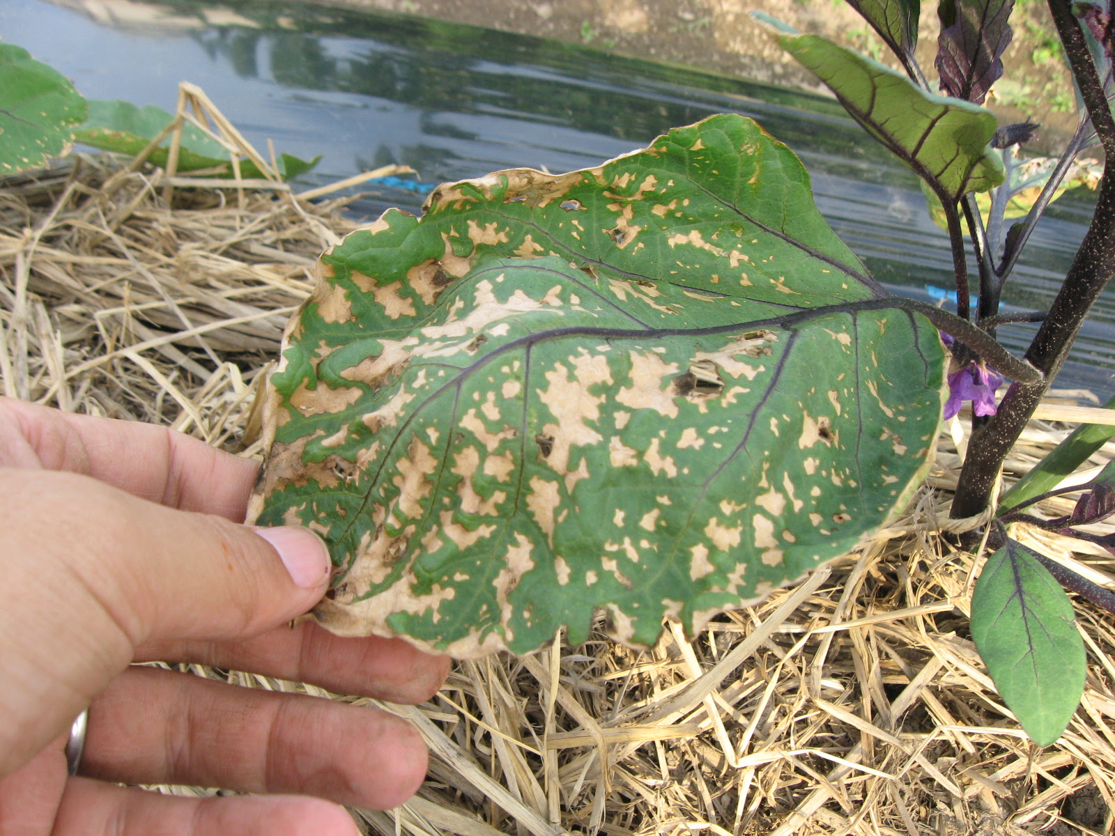５月は各地で病害大発生 株式会社ミズホ