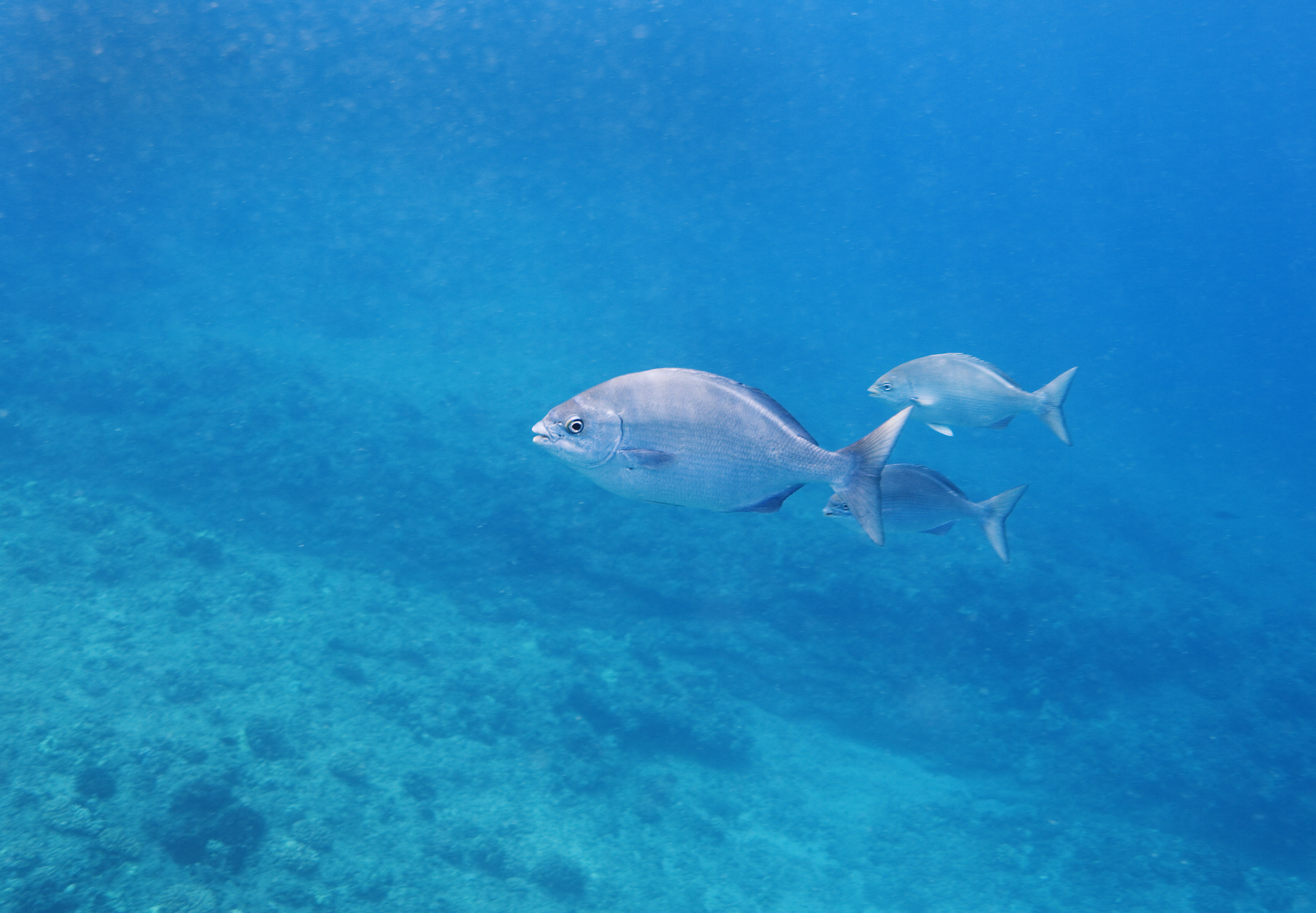 ゆんフリー写真素材集 No ハワイの魚 アメリカ ハワイ