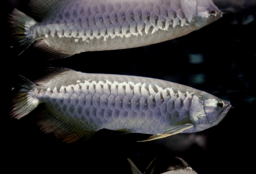 アロワナの混泳について プレコやグッピーと混泳できる 熱帯魚 淡水魚 海水魚の図鑑