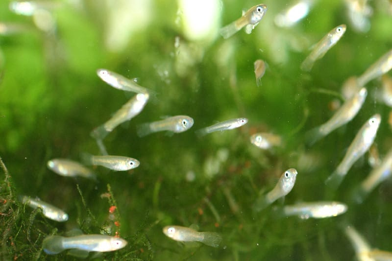 アフリカンランプアイの育て方 熱帯魚工作箱