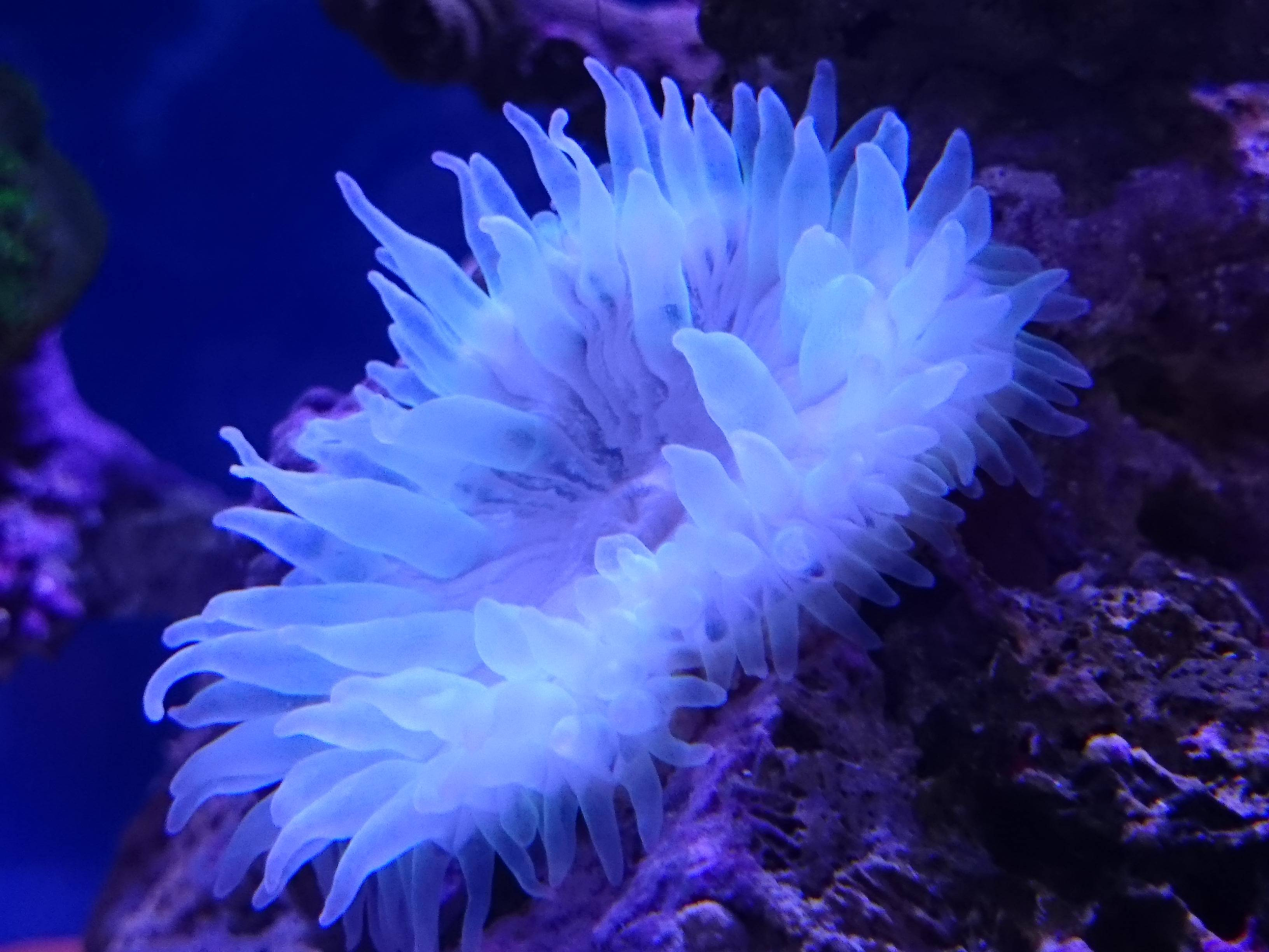 サンゴイソギンチャク復調傾向です 30cm水槽の海水魚飼育