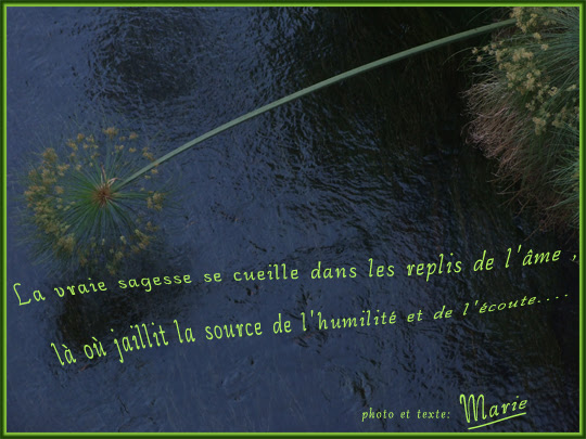 Au Pays Des Images Et Des Mots Citation La Vraie Sagesse