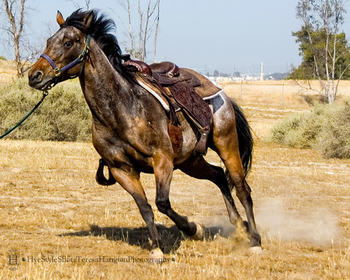 appaloosa horse club. Golden Empire Appaloosa Horse