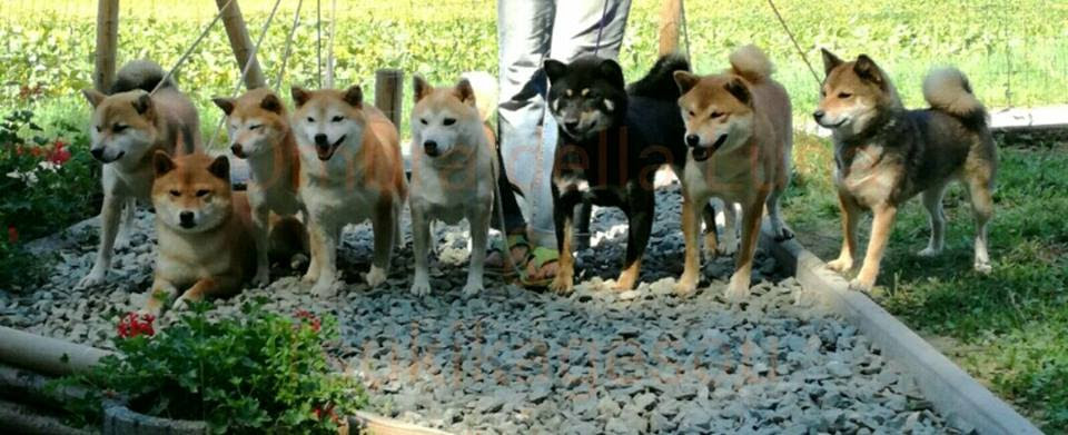 über Uns Shiba