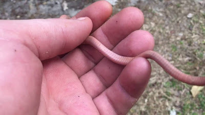 Eastern Worm Snake Tail