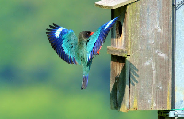 ブッポウソウ保護 岡山県 日本野鳥の会岡山県支部 Wbsj Okayama