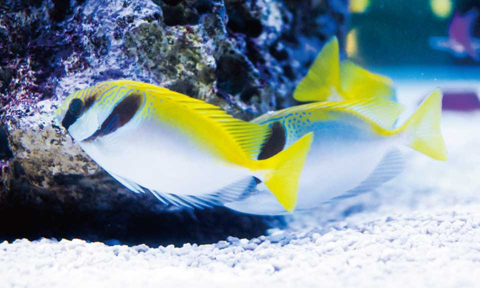 ソボクなギモン 魚はどうやって眠るの マグロが寝ないって本当