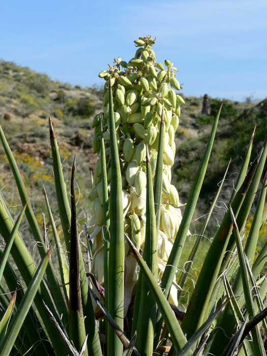 Yucca benefits: mojave yucca plant uses (Yucca schidigera)