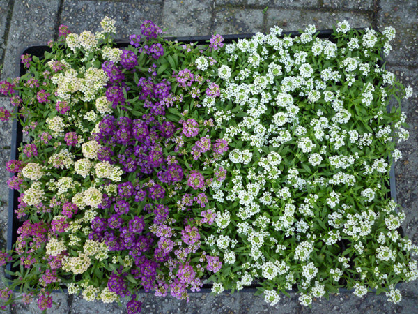 花苗 ガーデニング 花卸売通販 切花仲卸販売 花ネット 激安生花店 花の仕入れ市場