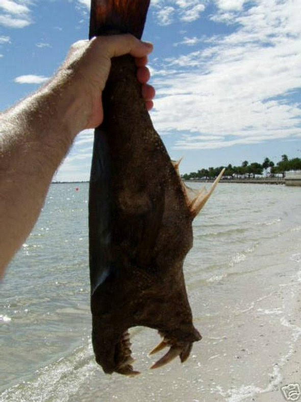 criaturas mais estranhas já 05 em 5 mais estranhas criaturas já encontrado