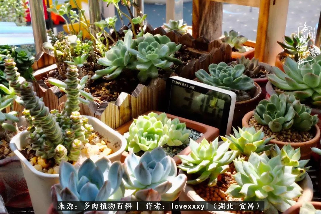 记录每颗多肉的成长故事 等秋来 你们会变得更美好 度夏