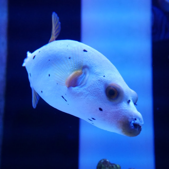 人になつきやすい かわいいフグを飼ってみよう 熱帯魚 アクアリウム情報マガジン