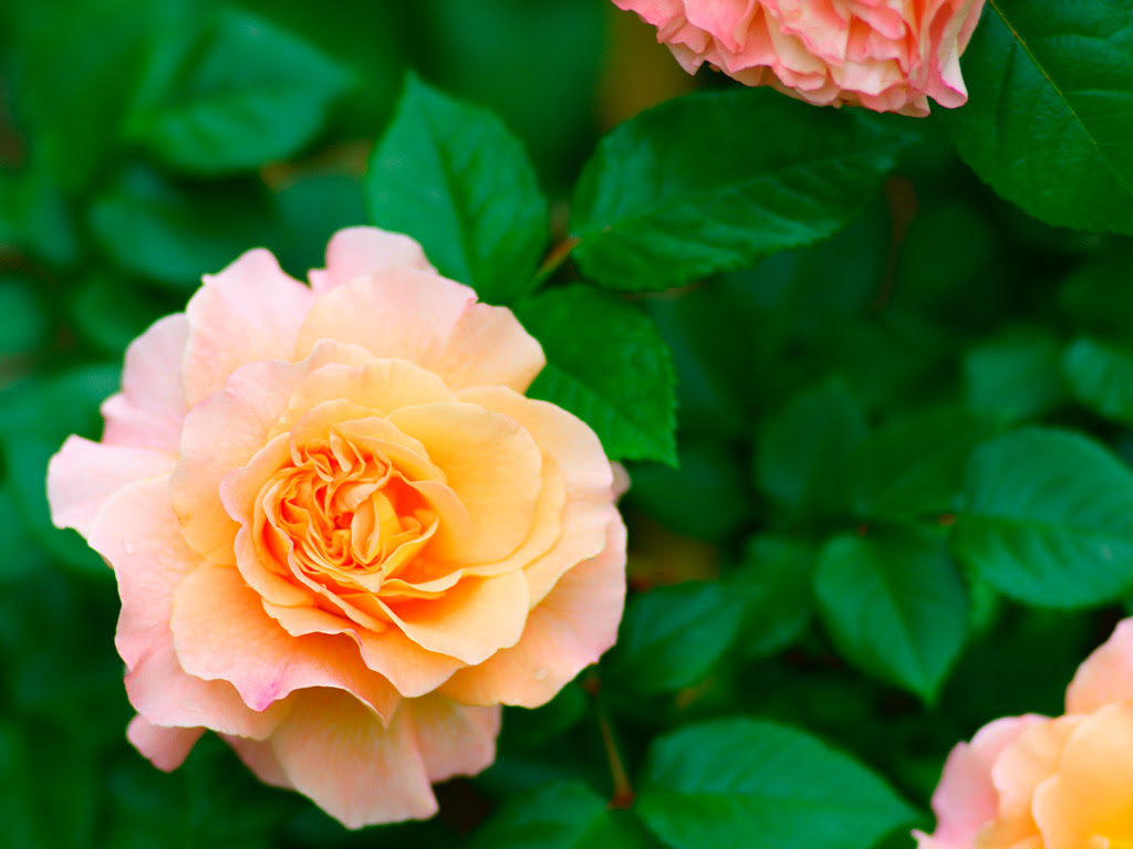 バラ 薔薇 無料写真素材ならフリー素材タウン