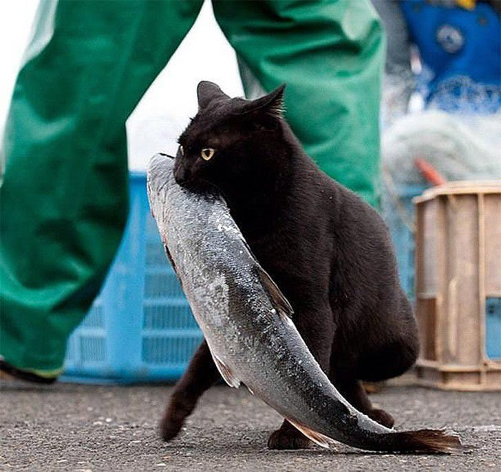 Cats-swindlers
