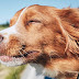 Puppy Ground Transport Services : Royal paws® pet transportation is an exclusive pet ground transport company providing private door to door transportation for dogs and puppies everywhere moving team dedicated exclusively to your pet with no other dogs or cats in the vehicle.