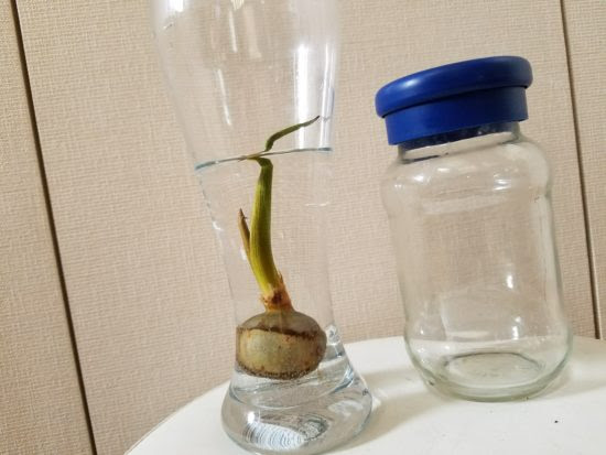 クワイの育て方 水耕栽培 食材で観葉植物を育てる